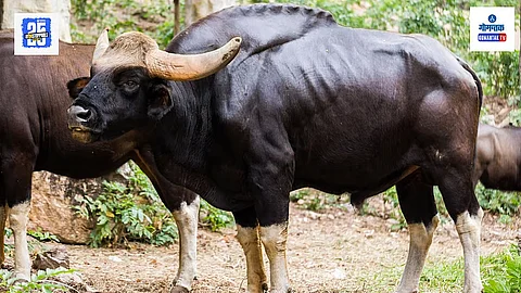 Bison Attack Goa