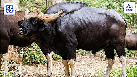 Bison In Sawantwadi