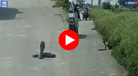 Snake And Mongoose Fight Viral video