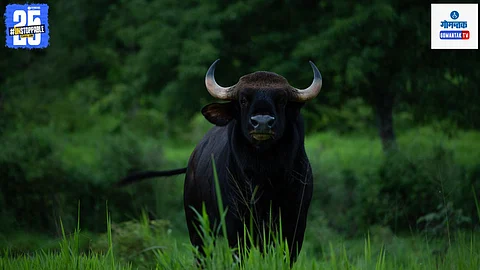 Bison Attack Goa