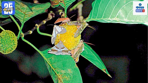 Moths and butterflies in Goa