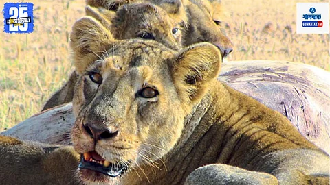 Lion behavior