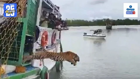 Tiger Release Video