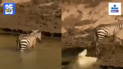 Viral Wildlife Video:
