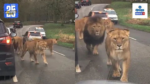 Viral Lion Video