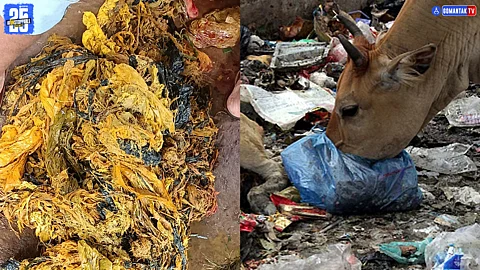 Goa Cow Plastic Surgery