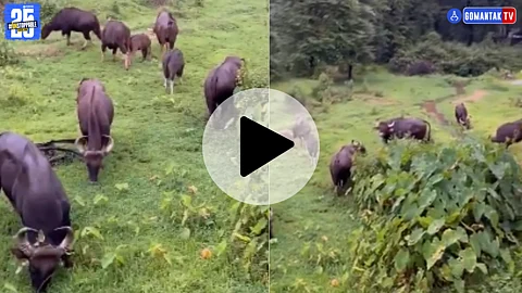 Bison In Sawantwadi