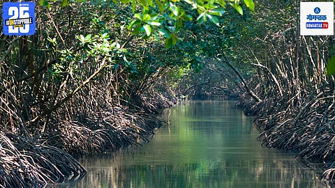 Mangroves Goa