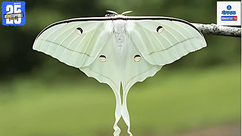 Moths Of India