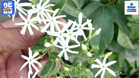 jasmine flower
