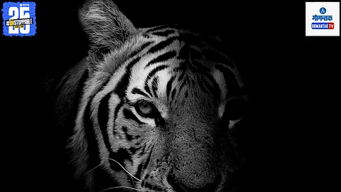 International Tiger Day, Tigers In Goa