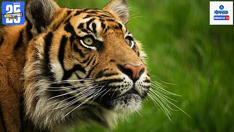 International Tiger Day