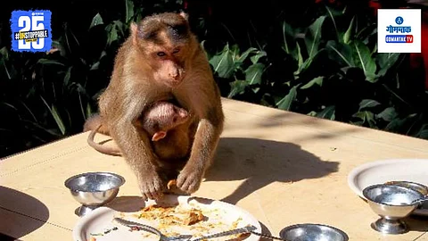 Monkey Viral Video