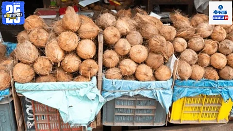 Goa Coconut Price
