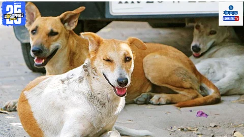 Street Dog