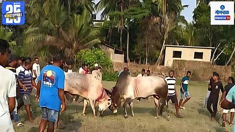 Dhirio in Goa