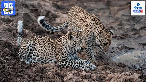 Shiroda Leopard, Goa Leopard