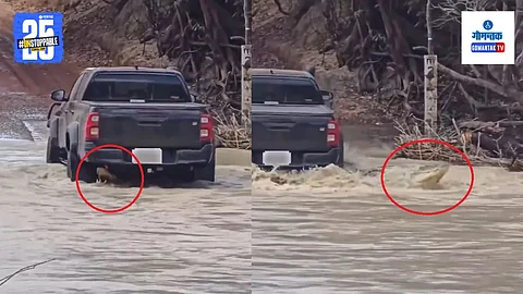 Viral Crocodile Video