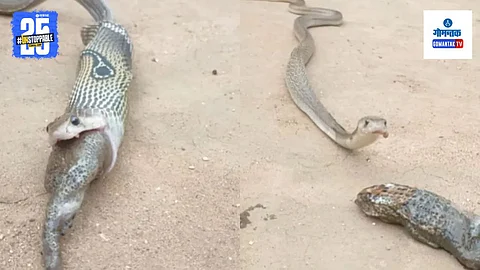 Viral Animal Video