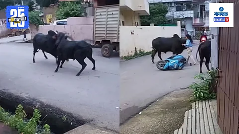 Raipur Ox Fight Video