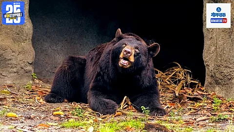 Bear Attacks
