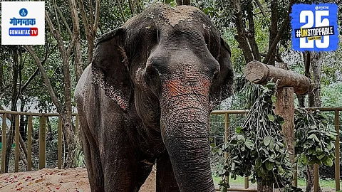 Mahadevi Elephant