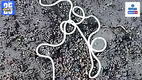 naru worm goa