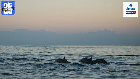 Canacona Dolphin Death