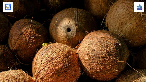 goa coconut demand