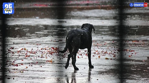 Rain Dogs Exhibition