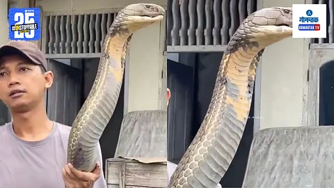 Malaysian King Cobra Viral Video