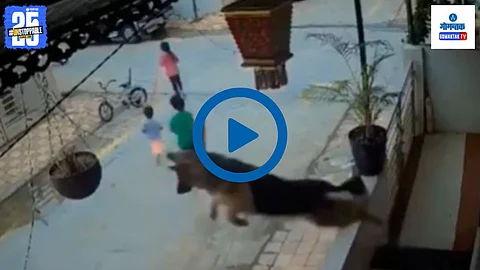 German Shepherd Video