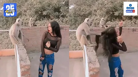 Funny Monkey Video Viral