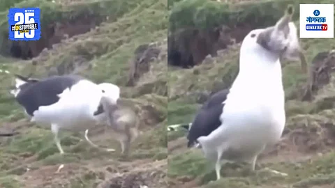 Viral Video News