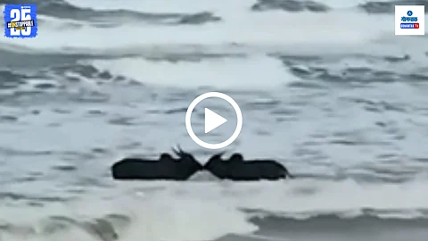 Konkan Beach Bulls Fight Viral Video
