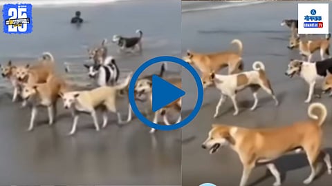Stray dogs picnic video | Funny dog video social media