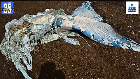Decomposed whale in Goa | Talpona beach, Goa