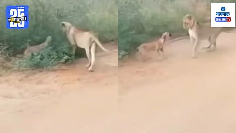 Funny Animal Video