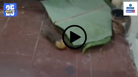 Mouse Modak Video