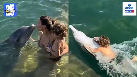 Dolphin Viral Video