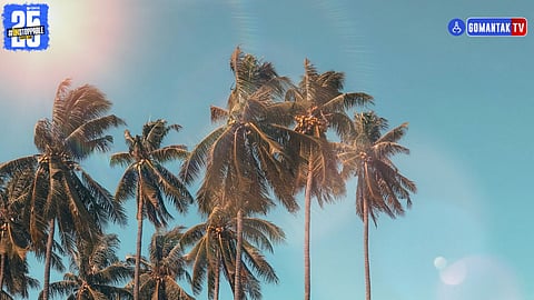 Goa coconut farming