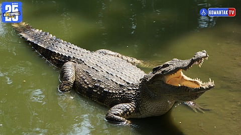 crocodile rescue