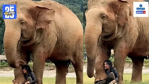 Elephant Cute Video