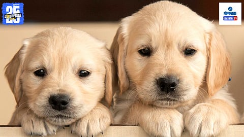 Nepali national kills dogs in Goa
