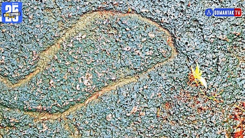 Socorro Plateau biodiversity