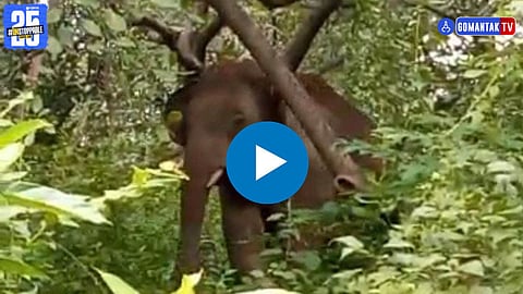 Elephant In Goa