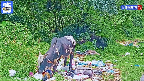 Valpoi Stray Cattles