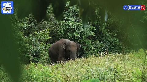 Omkar elephant Goa