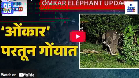Omkar Elephant returns to Goa news