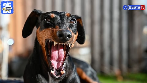 Aggressive Dogs Ban